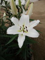 [5203 Tuparro VH No01.JPG]